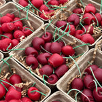 BASKET OF CHERRIES