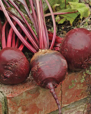 RED ACE BEET SEEDS
