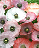 POPPIES MOTHER OF PEARL