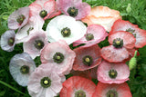 POPPIES MOTHER OF PEARL