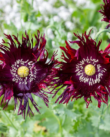 POPPIES BLACK SWAN