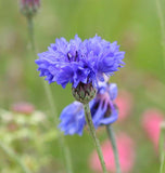 BLUE BOY CORNFLOWER