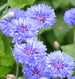 BLUE BOY CORNFLOWER