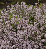 WINTER THYME