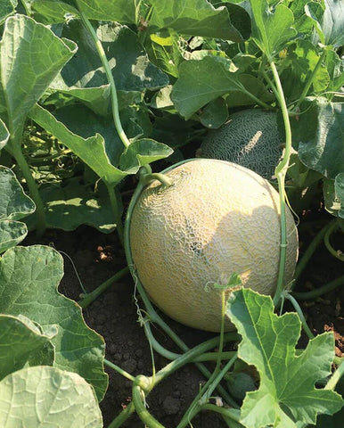 MELONS DIVERGENT ORGANIC