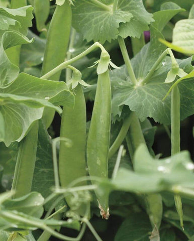 SNOW PEAS AVALANCHE