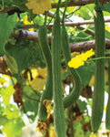 MIRIAM SPONGE GOURD SEEDS