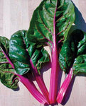 SWISS CHARD MAGENTA SUNSET