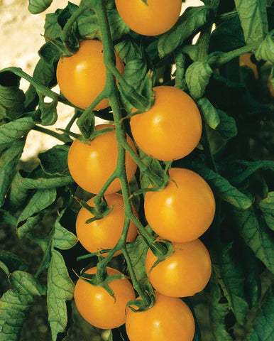 TOMATOES CHERRY SWEET GOLD