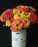 ZINNIAS QUEENY LIME ORANGE