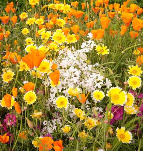 WILDFLOWERS XERISCAPING BLEND